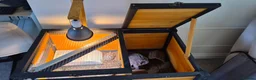 Tortoise reptiles for sale: Tortoise - Advert 2