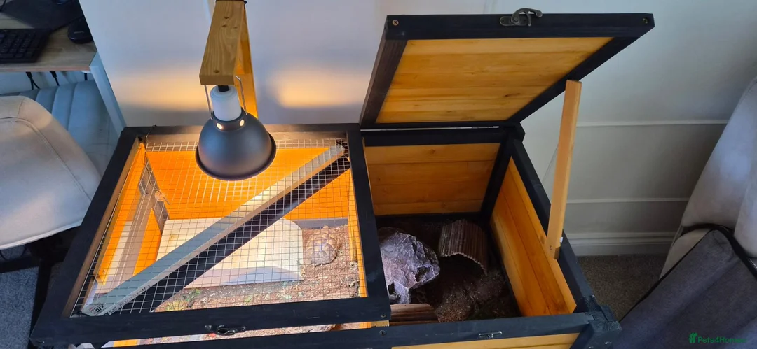Tortoise reptiles for sale: Tortoise - Advert 2