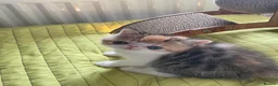 Exotic cats for sale: Gorgeous GCCF reg. kittens from Champions parents  - Advert 14