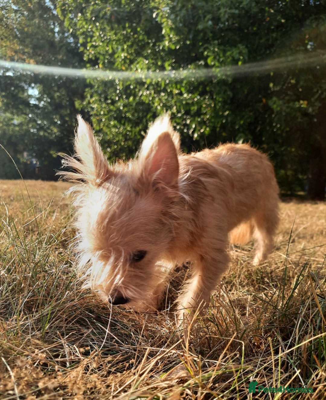Mixed Breed dogs for adoption: 💖🐶 NIKOLETTA 🐶💖 - Image 7