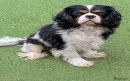 Cavapoo dogs for sale: Stunning CAVAPOO pups, DNA health tested parents - Image 7