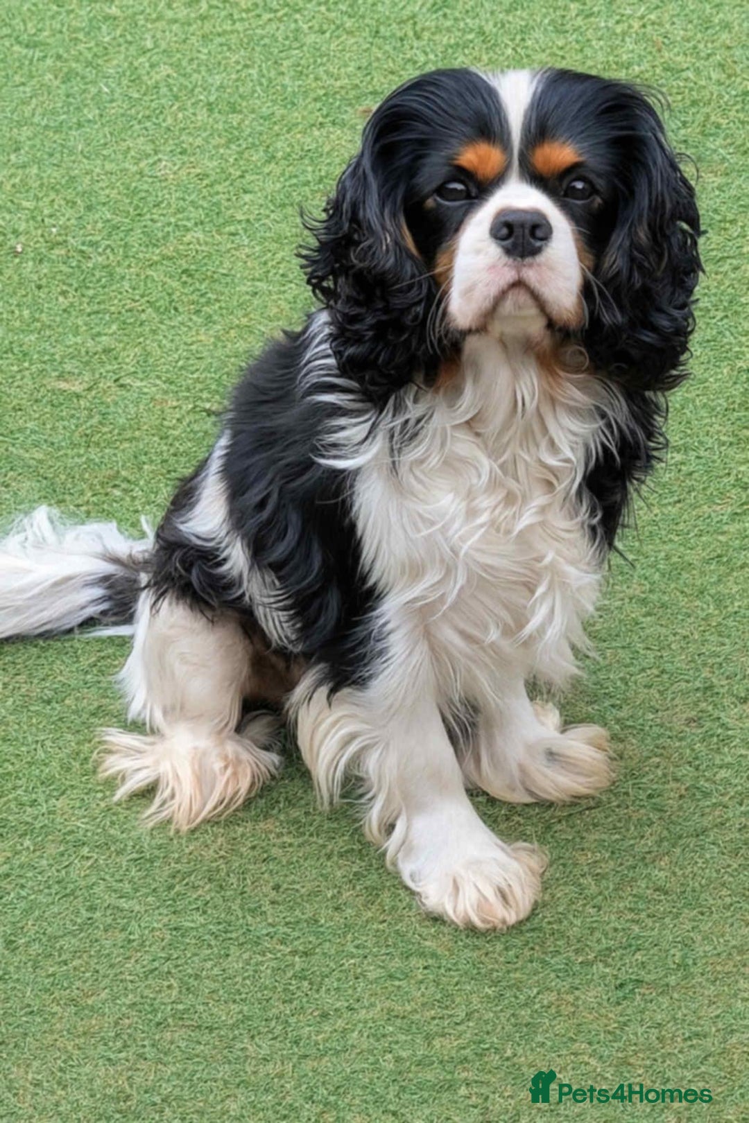 Cavapoo dogs for sale: Stunning CAVAPOO pups, DNA health tested parents - Image 7