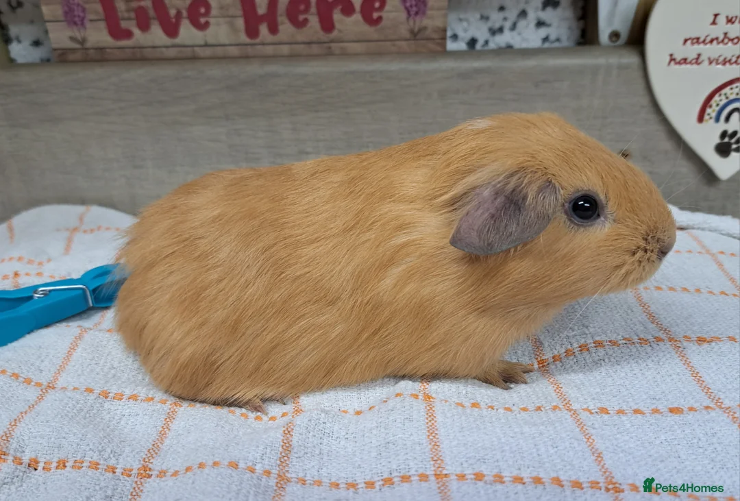 Guinea Pig rodents for sale: Baby Guinea pigs Boys - Leeds LS27  - Advert 5