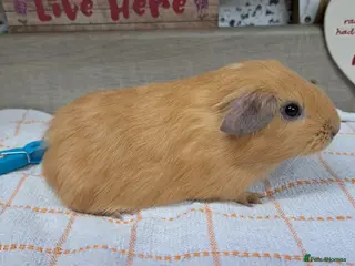 Guinea Pig rodents Baby Guinea pig - Boy - Leeds LS27 - Advert 11