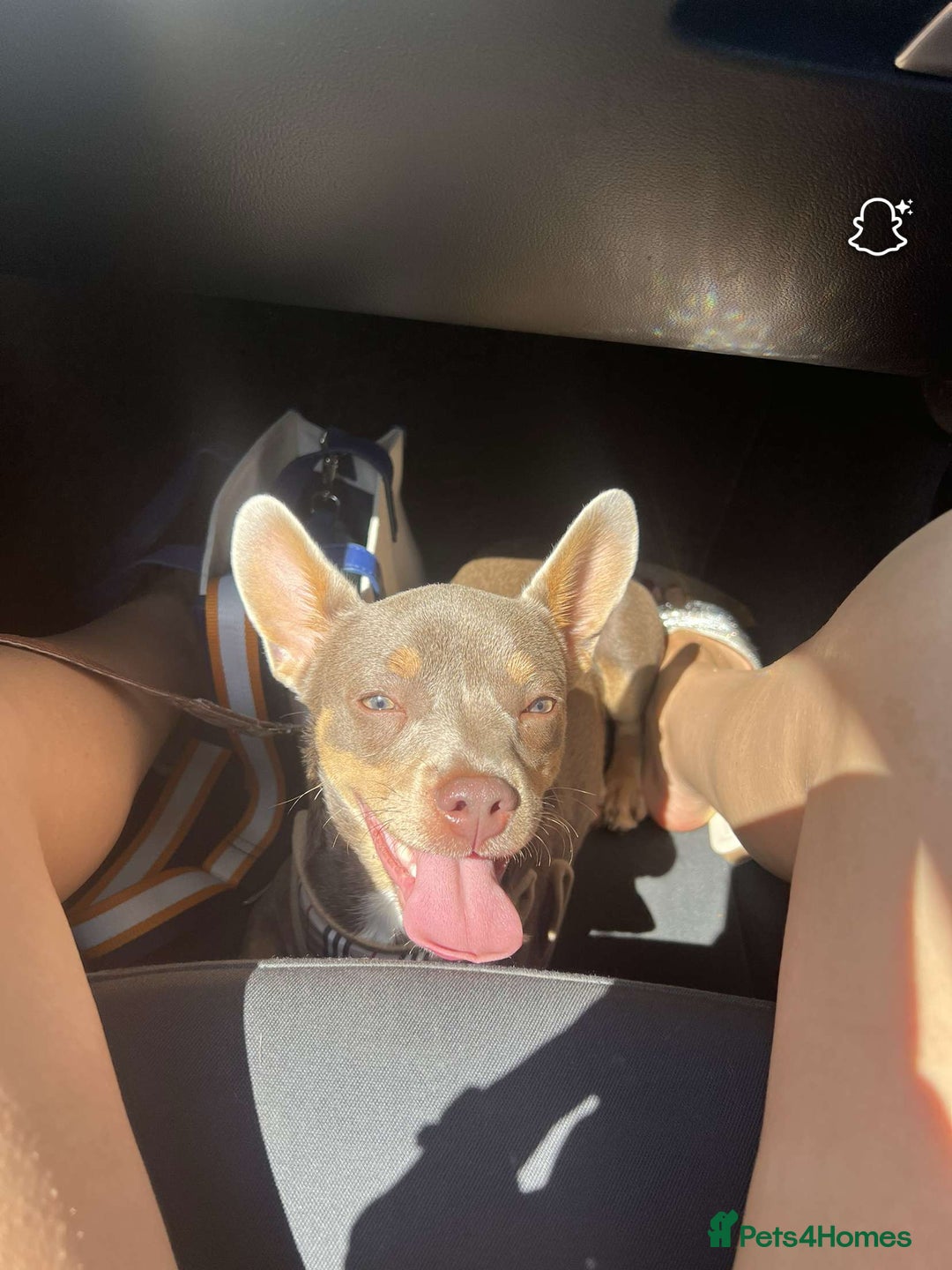 Mixed Breed dogs for sale: Our Beautiful Puppy Hudson - Image 2
