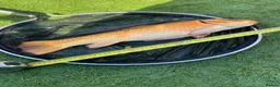 Koi Carp fish for sale: Carp koi 40cm others 58-60cm+ ready to go  - Advert 5
