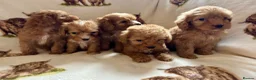 Cockapoo dogs for sale: F1 health clear cockapoo puppies  - Advert 17