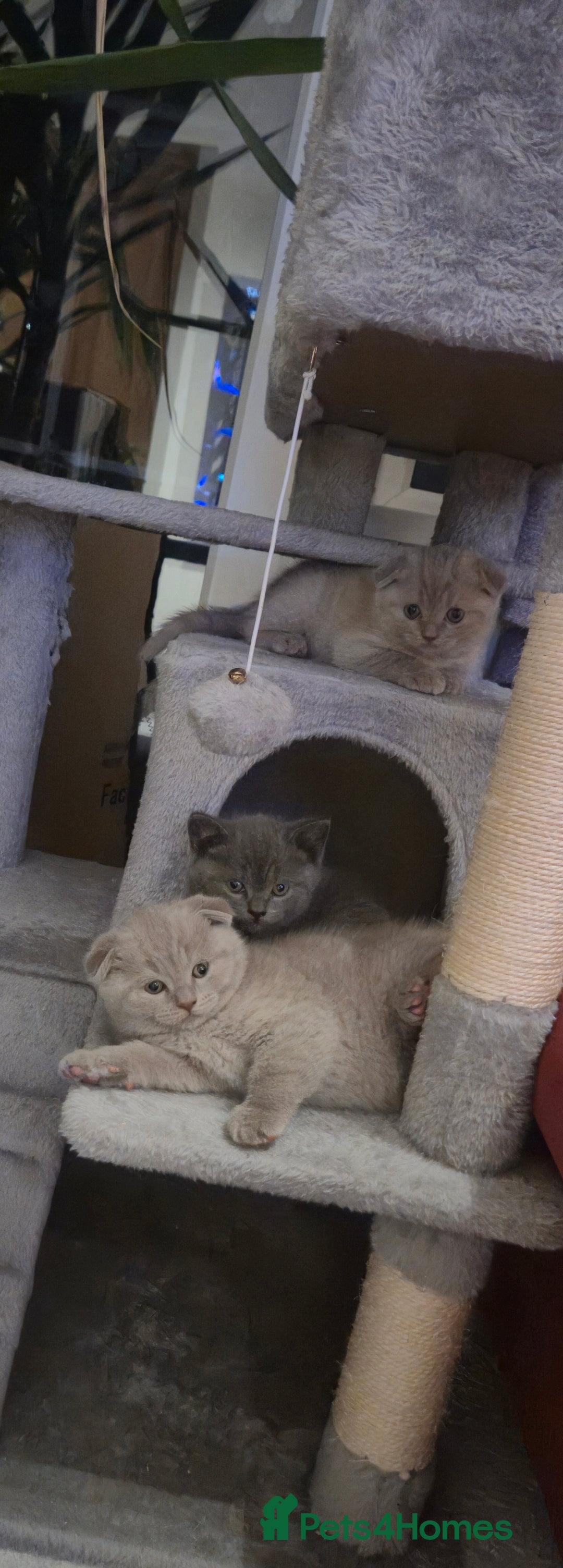 Scottish Fold cats for sale: Last 2 Scottish straight kittens  - Image 2