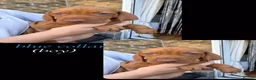 Hungarian Vizsla dogs for sale: Hungarian Vizsla Puppies KC Registered - Advert 33