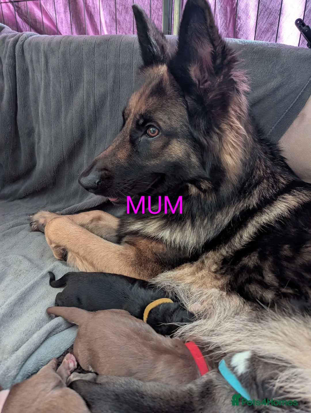 Mixed Breed dogs for sale: German shepherd cross spaniel/staff in Southampton - Advert 2