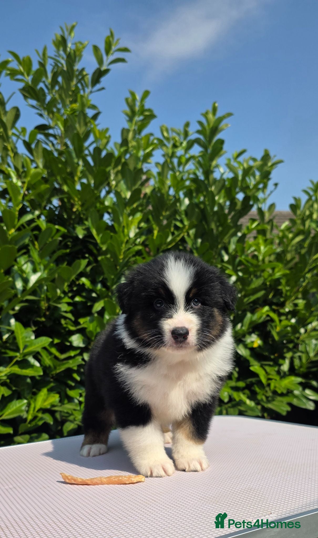 Australian Shepherd dogs Australian shepherd last 2 boys available - Advert 3
