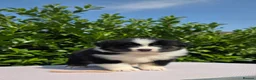 Australian Shepherd dogs for sale: Ready to leave Australian shepherd available - Advert 3