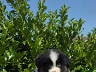 Australian Shepherd dogs Australian shepherd last 2 boys available - Advert 3