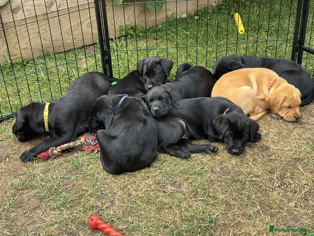 Labrador Retriever dogs for sale: KC registered Labrador pups ready to rehome NOW in Stanley - Image 25