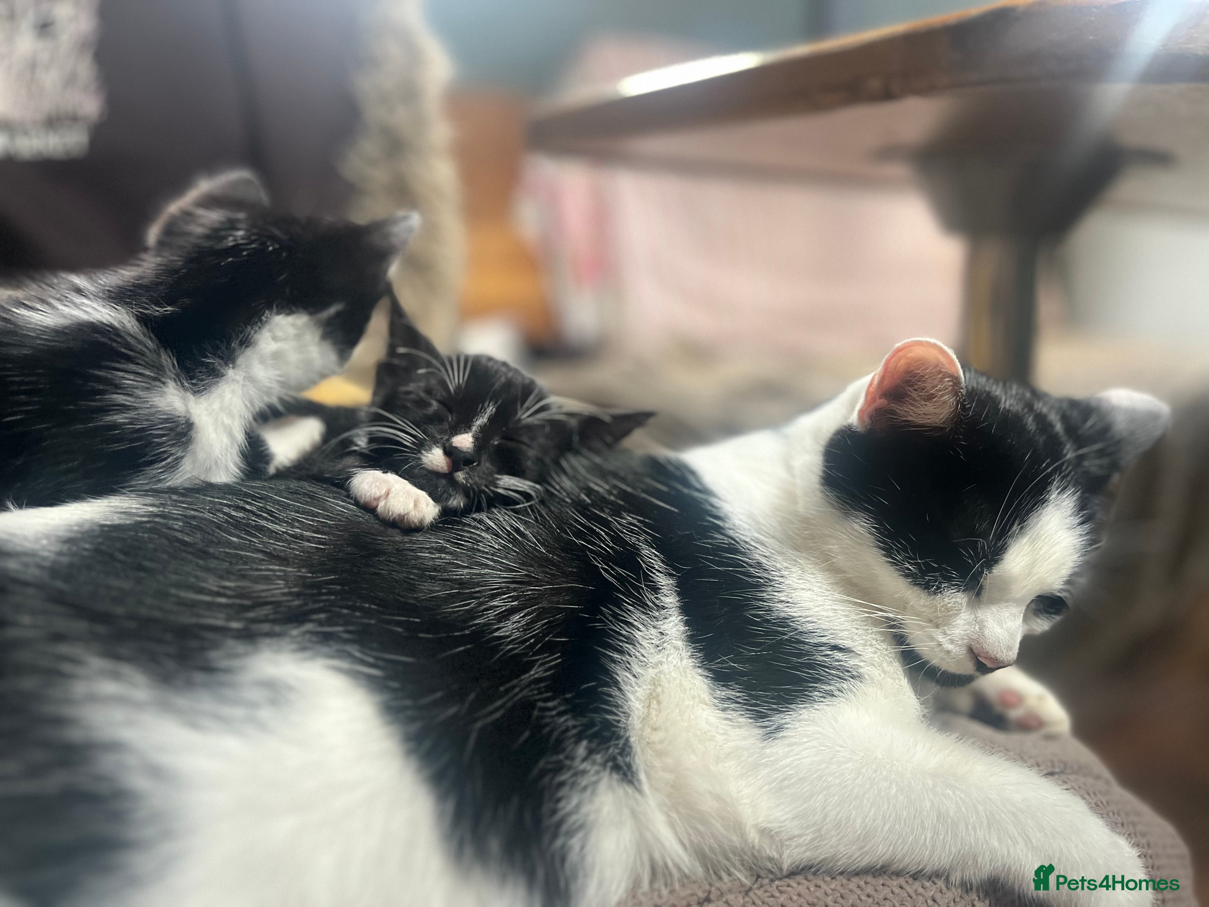 Domestic Shorthair cats Kitten - Advert 1