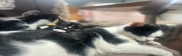 Domestic Shorthair cats for sale: Kitten - Advert 1