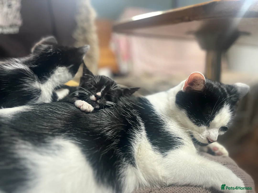 Domestic Shorthair cats for sale: Kitten - Advert 1