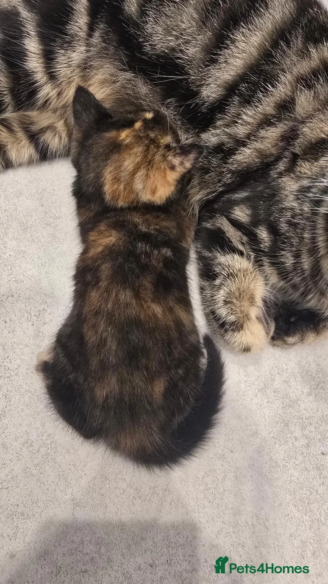 Mixed Breed cats for sale: Beautiful little girl  - Advert 4