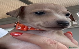 Italian Greyhound dogs for sale: Beautiful Italian Greyhound puppies - Image 15