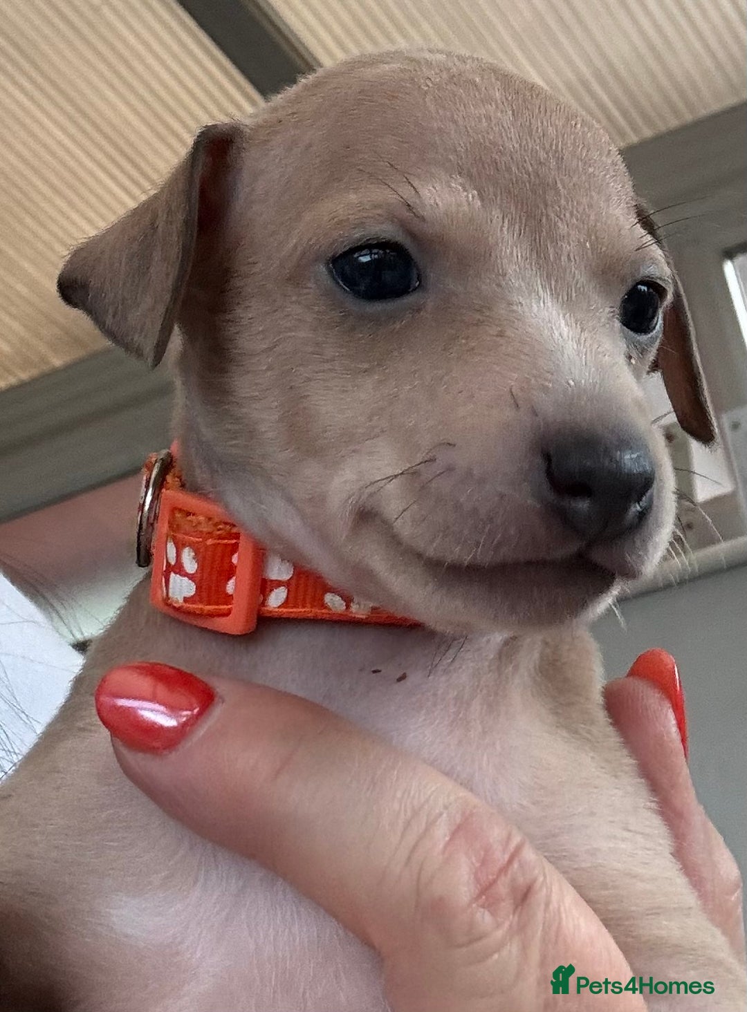 Italian Greyhound dogs for sale: Beautiful Italian Greyhound puppies - Image 15