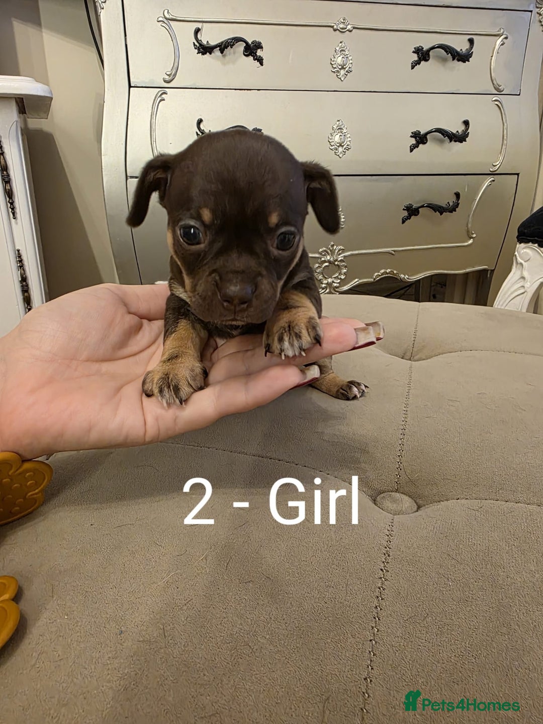 Chihuahua dogs for sale: 4 Chihuahua Puppies - Advert 8