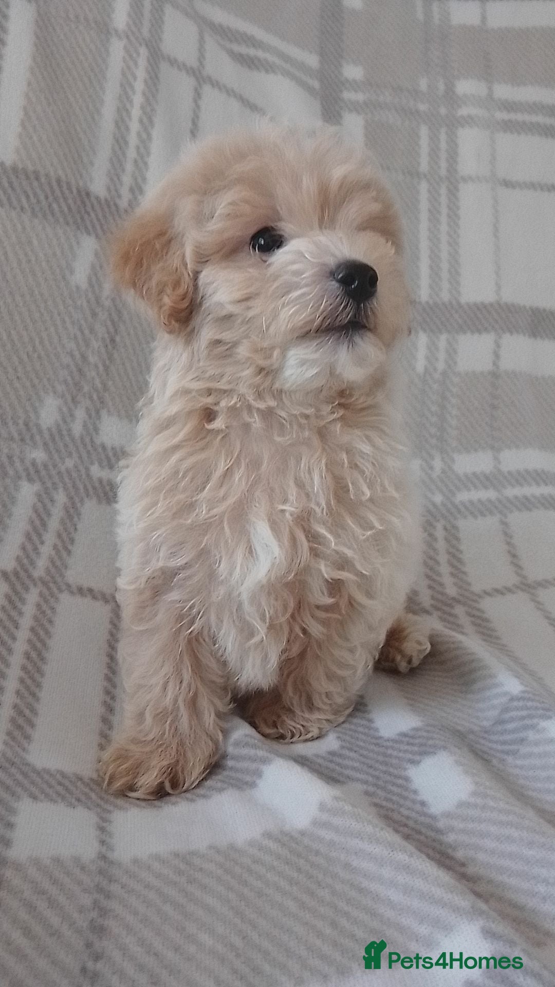 Maltipoo dogs Maltipoo puppies  - Advert 1