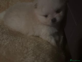 Pomeranian dogs Pomeranian puppies - Advert 1