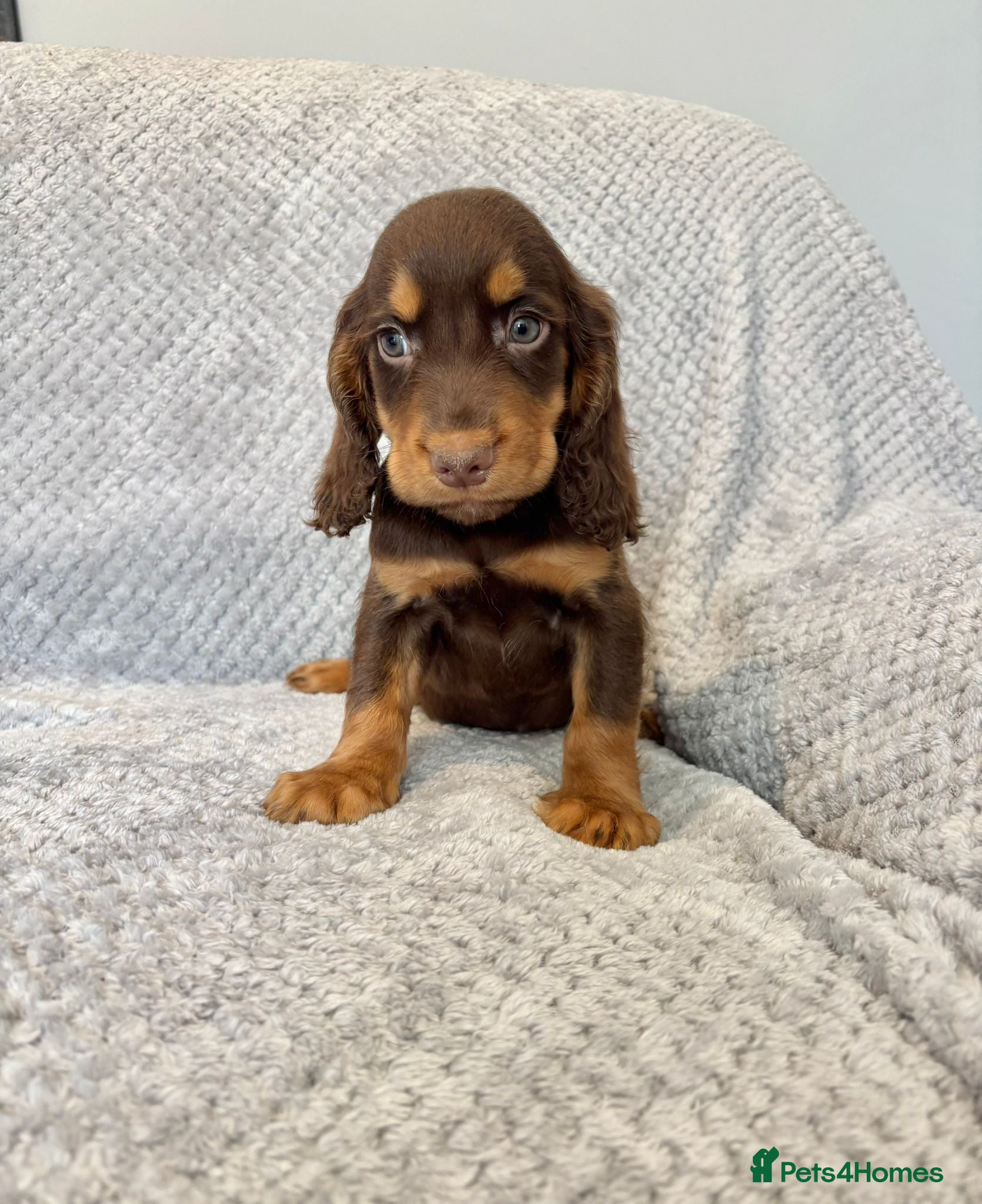 Cocker Spaniel dogs Cocker Spaniel Puppies Ready Now - Advert 11