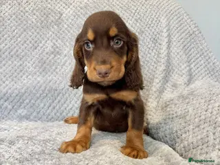 Cocker Spaniel dogs Cocker Spaniel Puppies Ready Now - Advert 11