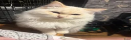 Ragdoll cats for stud: Flame ragdoll stud GCCF & Tica registered - Advert 6