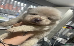 Chow Chow dogs for sale: Chow chow pups - Image 18