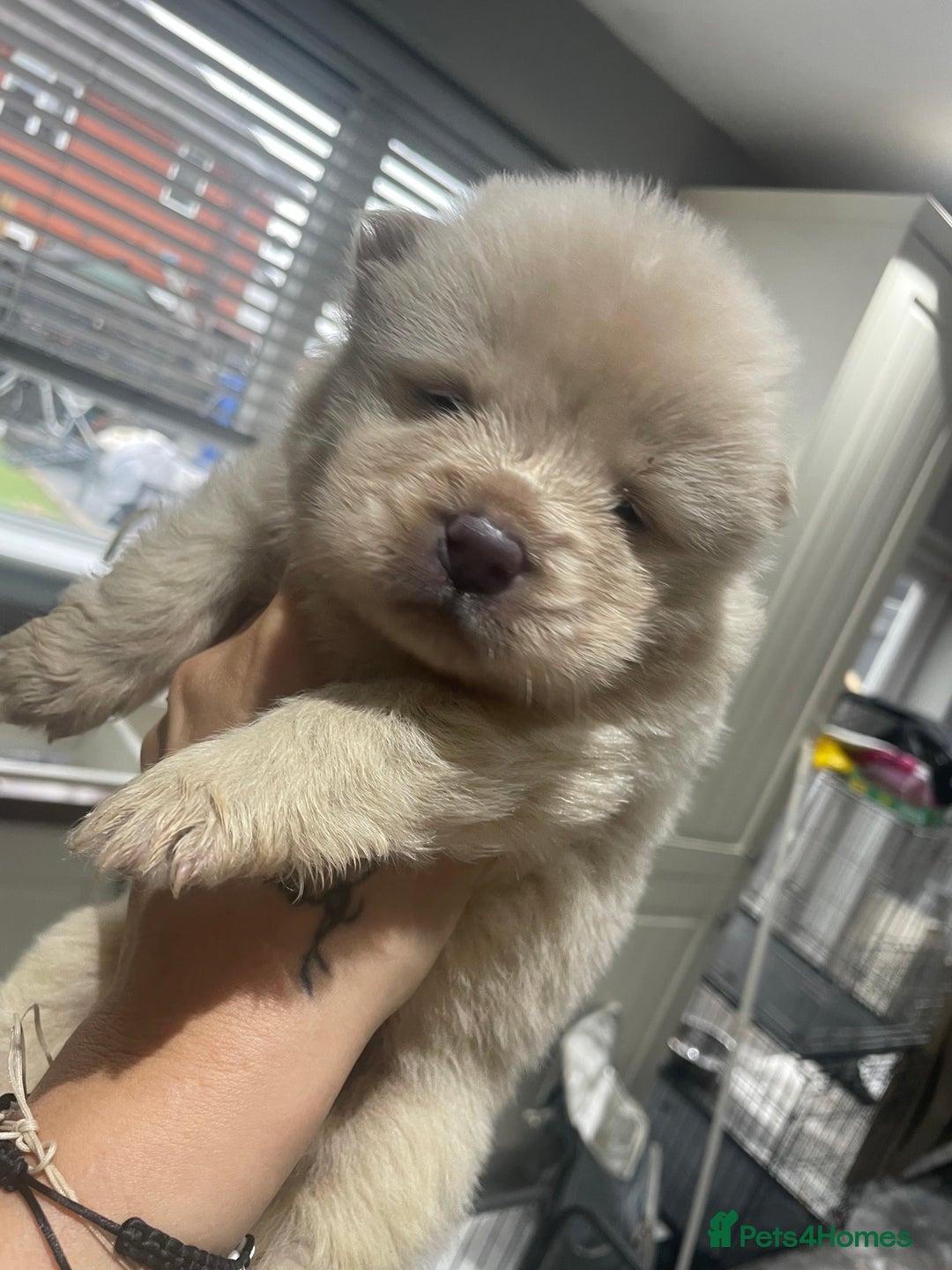 Chow Chow dogs for sale: Chow chow pups - Image 18