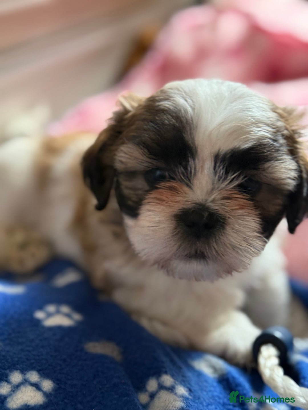 Shih Tzu dogs for sale: Shih tzu puppie for sale  - Image 5