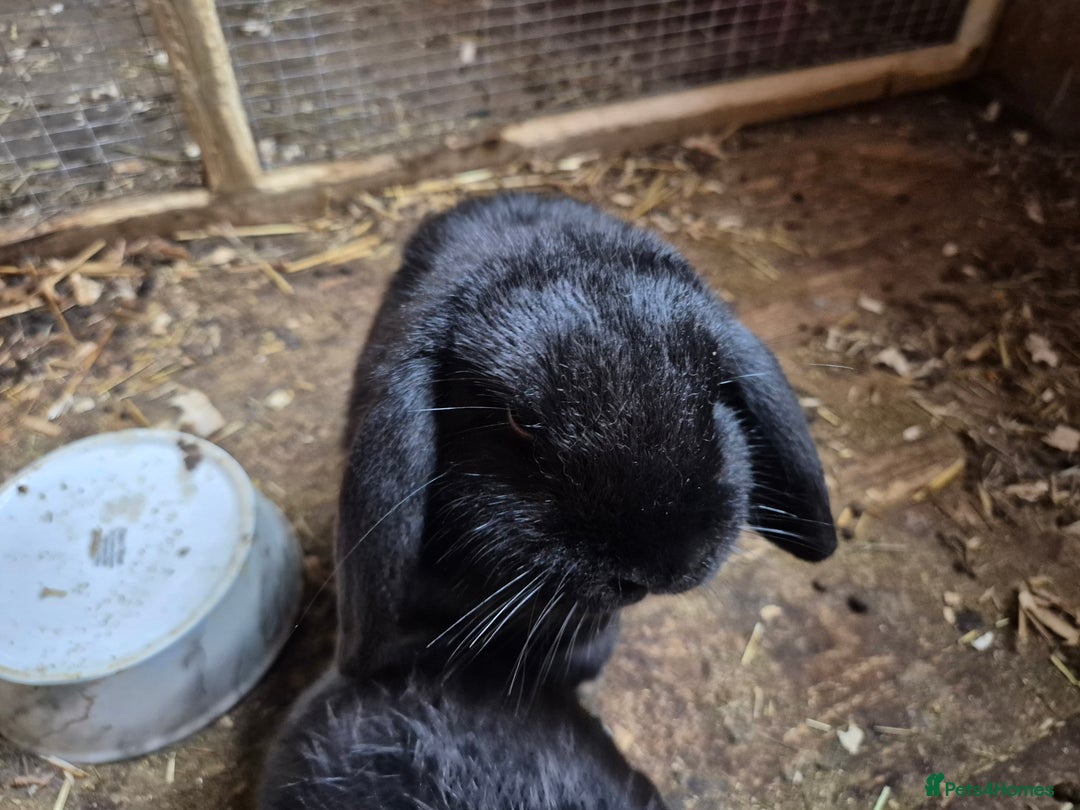 Mini Lop rabbits for sale: Mini Lop Rabbits - Image 3