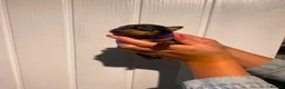 Miniature Pinscher dogs for sale: Miniature Pinschers, Chocolates - Advert 6