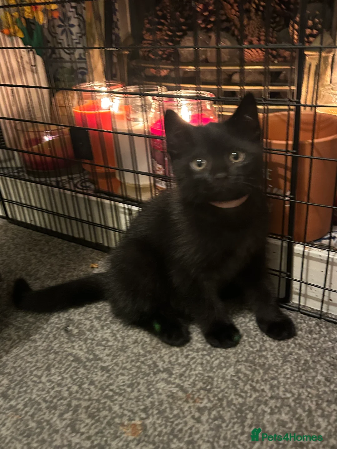 British Shorthair cats for sale: Beautiful British Shorthair Mix Blue Tuxedo  - Advert 2