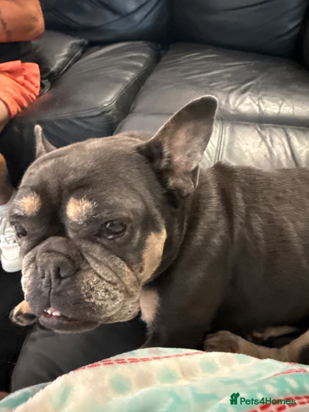 Mixed Breed dogs for sale: 1 Frenchy male  and 1/2 Frenchy female for sale  in Penzance - Advert 2