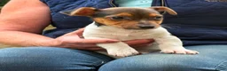 Jack Russell dogs for sale: Adorable Tri Coloured Miniature Jack Russell Pups - Advert 4