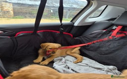 Labradoodle dogs for sale: Ready now gorgeous labradoodle puppies 3 boys - Image 3