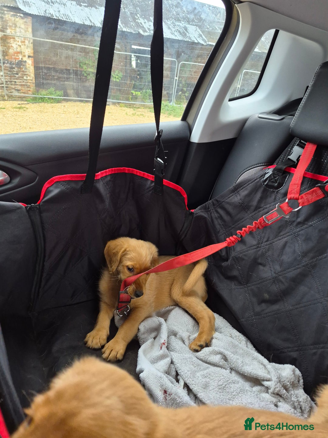 Labradoodle dogs for sale: Ready now gorgeous labradoodle puppies 3 boys - Image 3