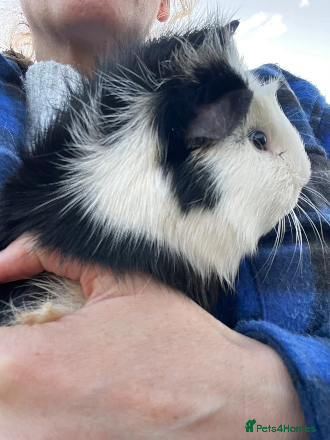 Guinea Pig rodents for sale: Male Guinea Pigs - Advert 1