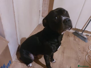 Mixed Breed dogs Corni corsa cross - Advert 1