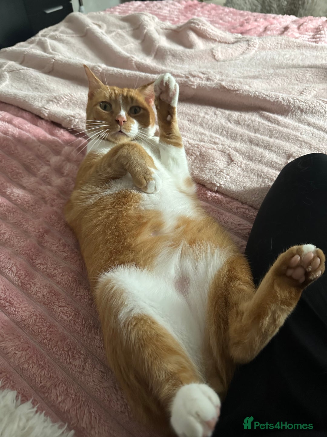 Mixed Breed cats for sale: Must go together  - Advert 2