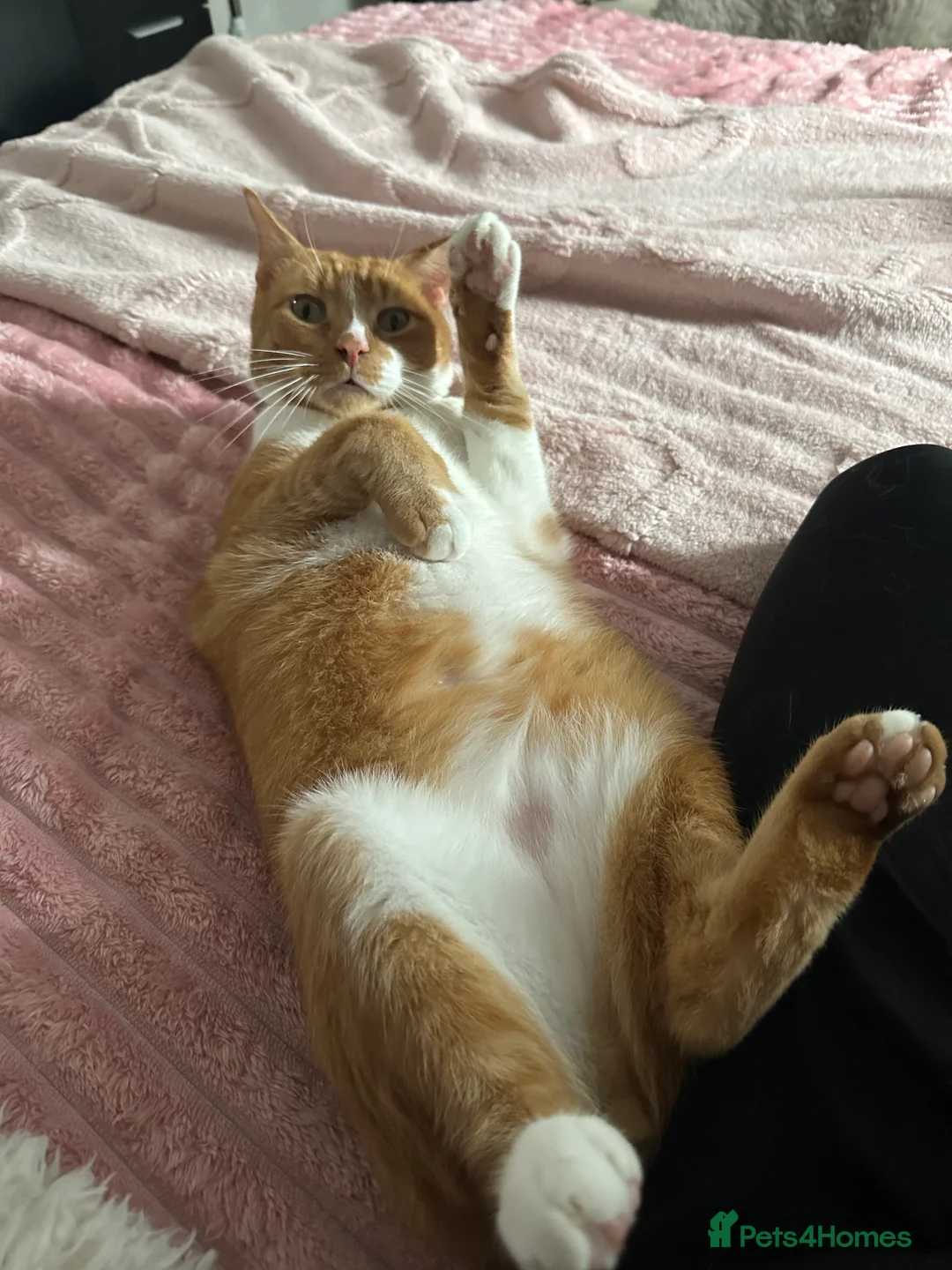 Mixed Breed cats for sale: Must go together  - Advert 2