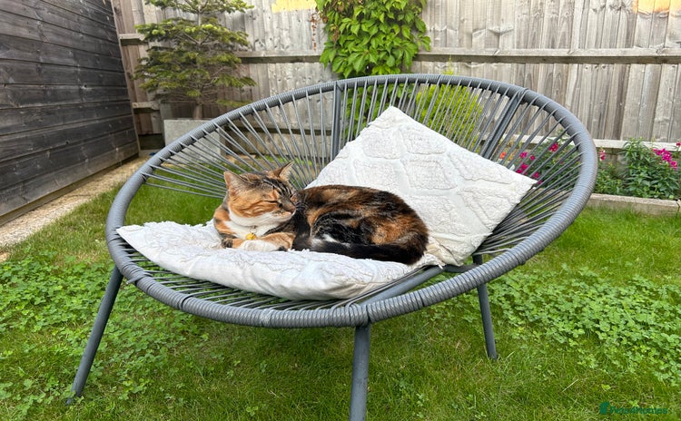 Domestic Shorthair cats - Advert 10