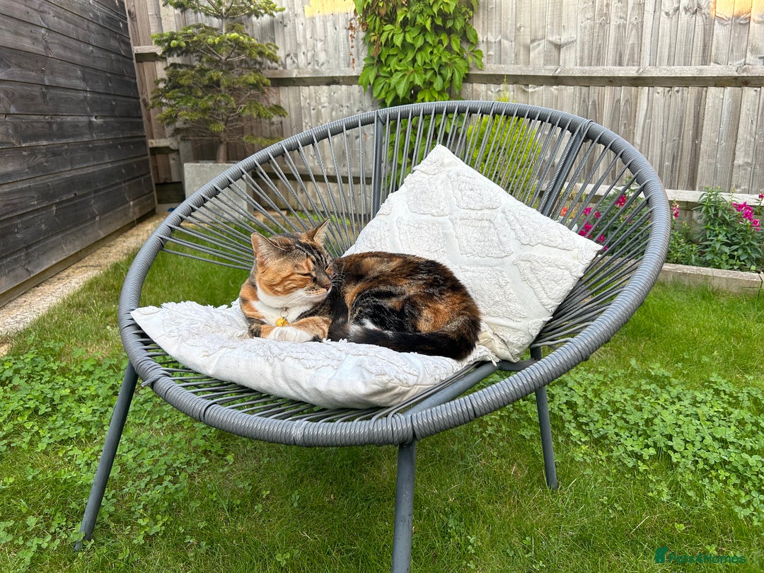 Domestic Shorthair cats for sale: Rehoming our beloved cat - Image 1