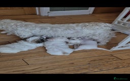 Zuchon dogs for sale: Bichon Frise puppy for sale  - Image 30