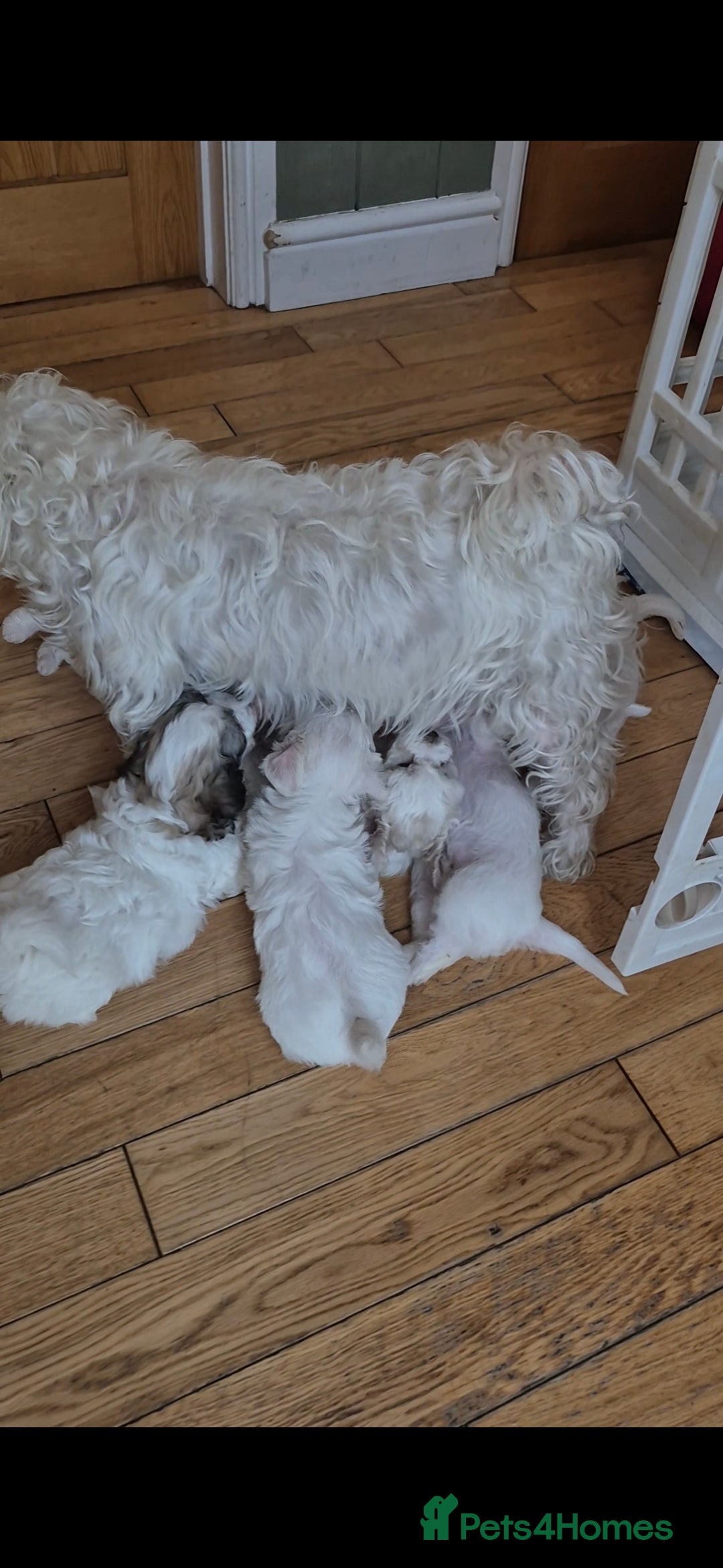 Zuchon dogs for sale: Bichon Frise puppy for sale  - Image 30