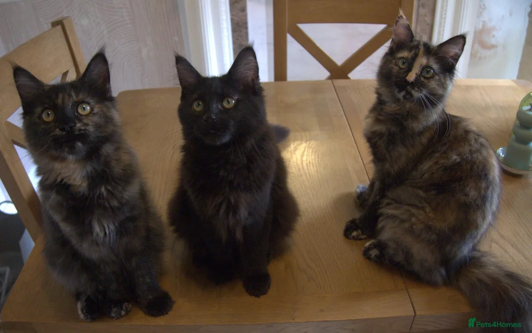 Maine Coon cats for sale: 3 maine coon kittens ready in Bury - Advert 2