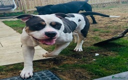 American Bulldog dogs for sale: Female (spayed) American bulldog  - Image 4